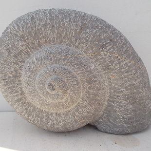 Escargot, en calcaire lacustre dur, Espagne, 2005,  25 x 22 x 15 cm.