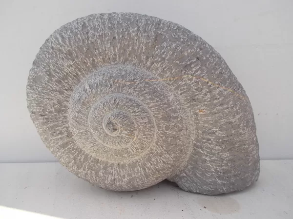 Escargot, en calcaire lacustre dur, Espagne, 2005,  25 x 22 x 15 cm.
