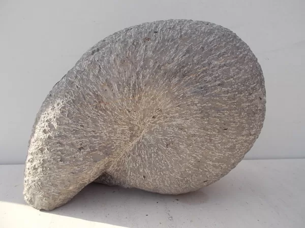 Escargot, en calcaire lacustre dur, Espagne. Taille; 25 x 22 x 15 cm.